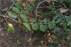 Cleistanthus patulus